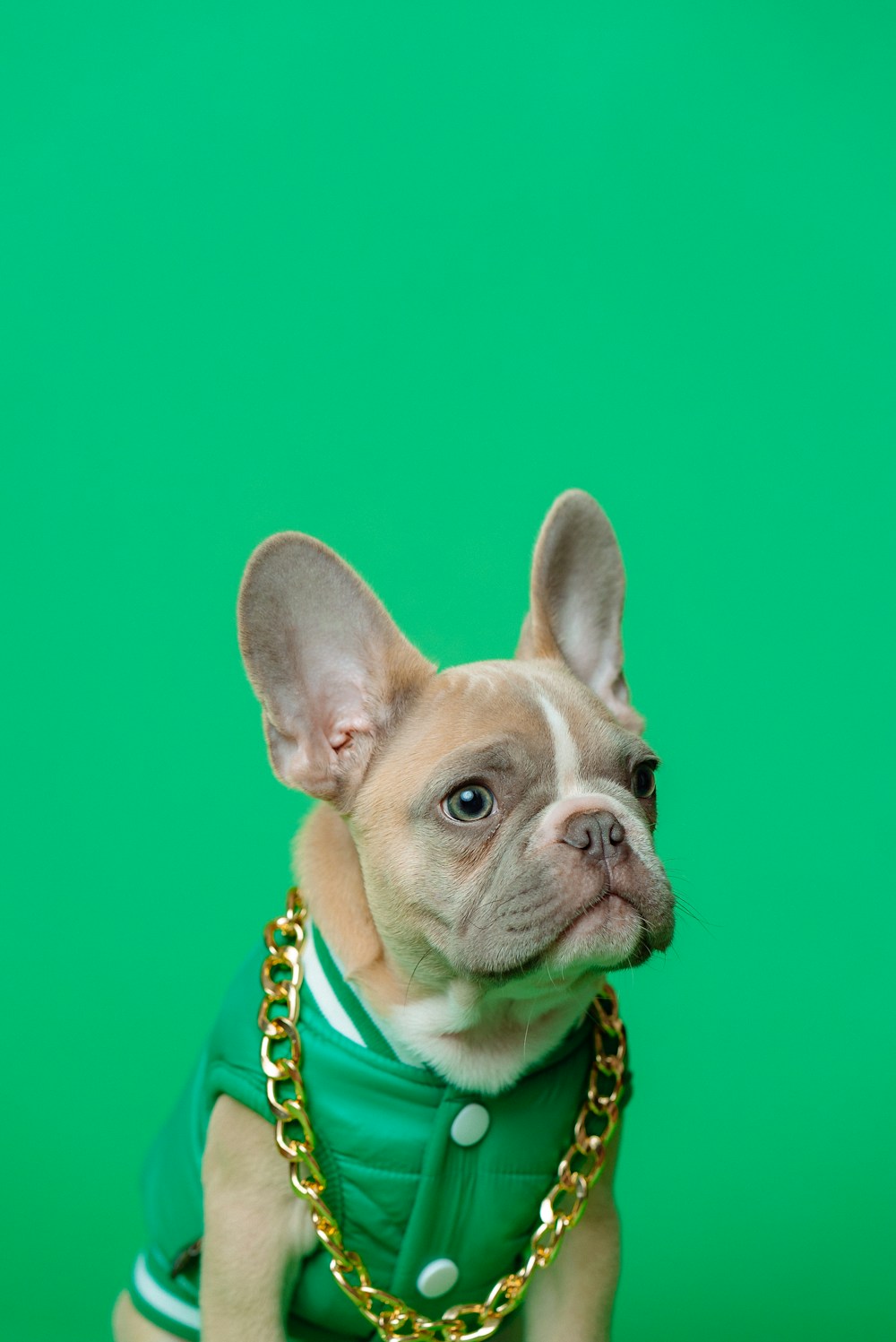 A customer pet care moment