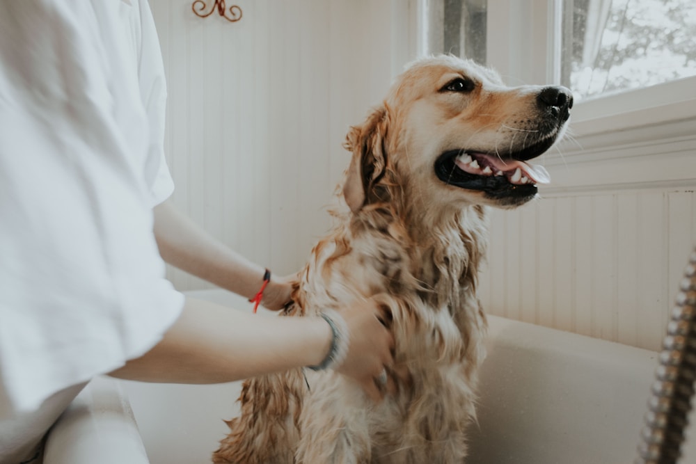A dog after grooming service