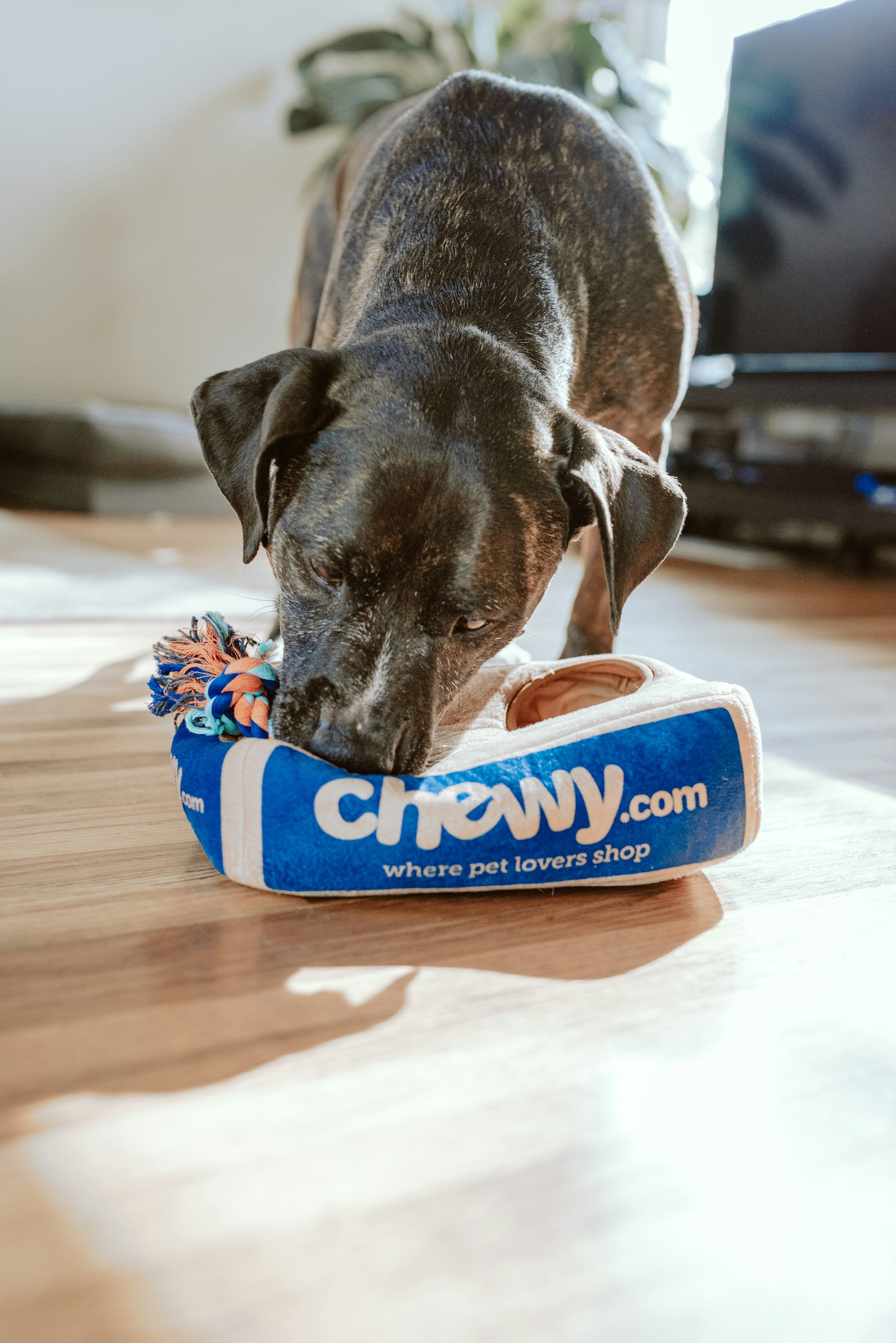 A happy dog enjoying professional pet care