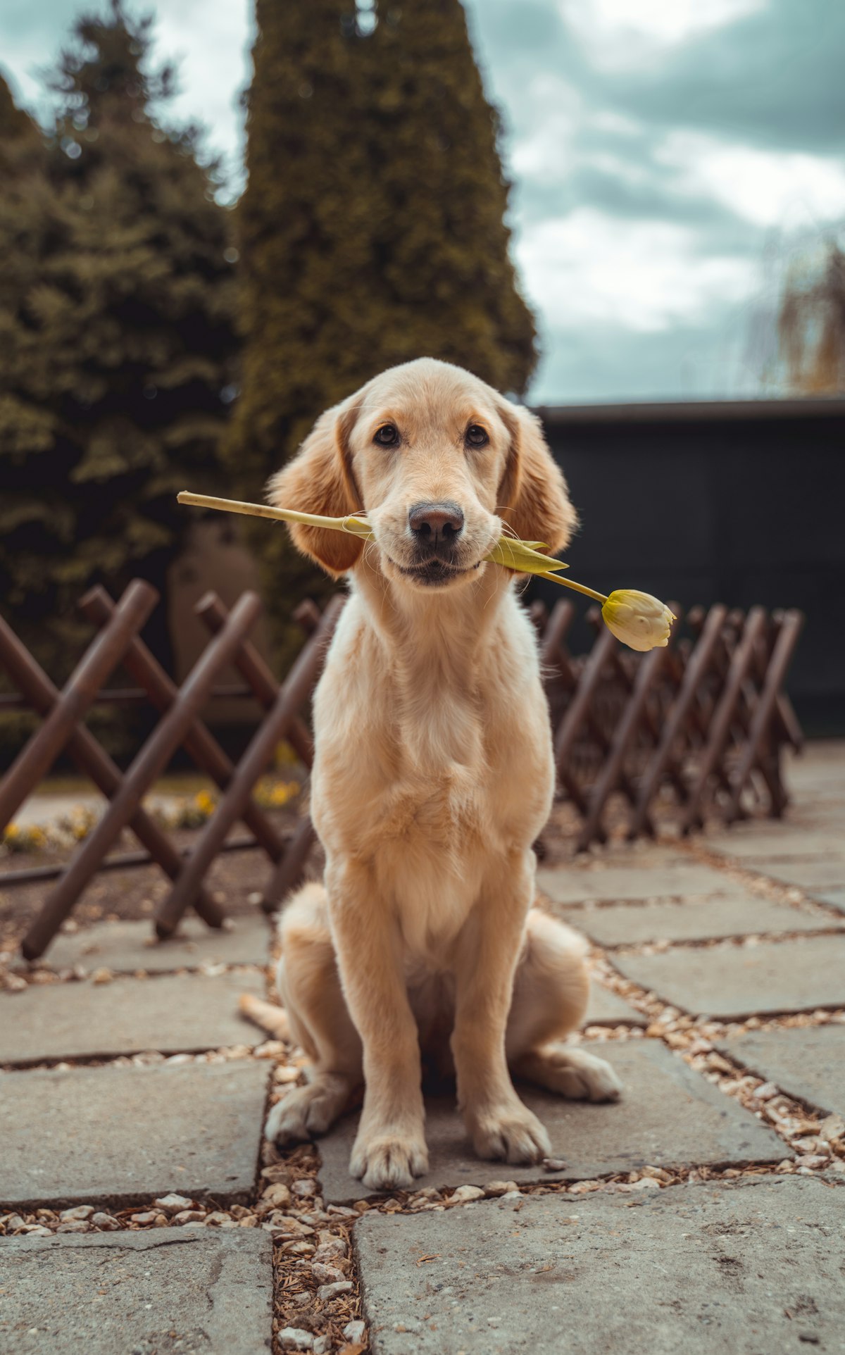 A happy dog customer