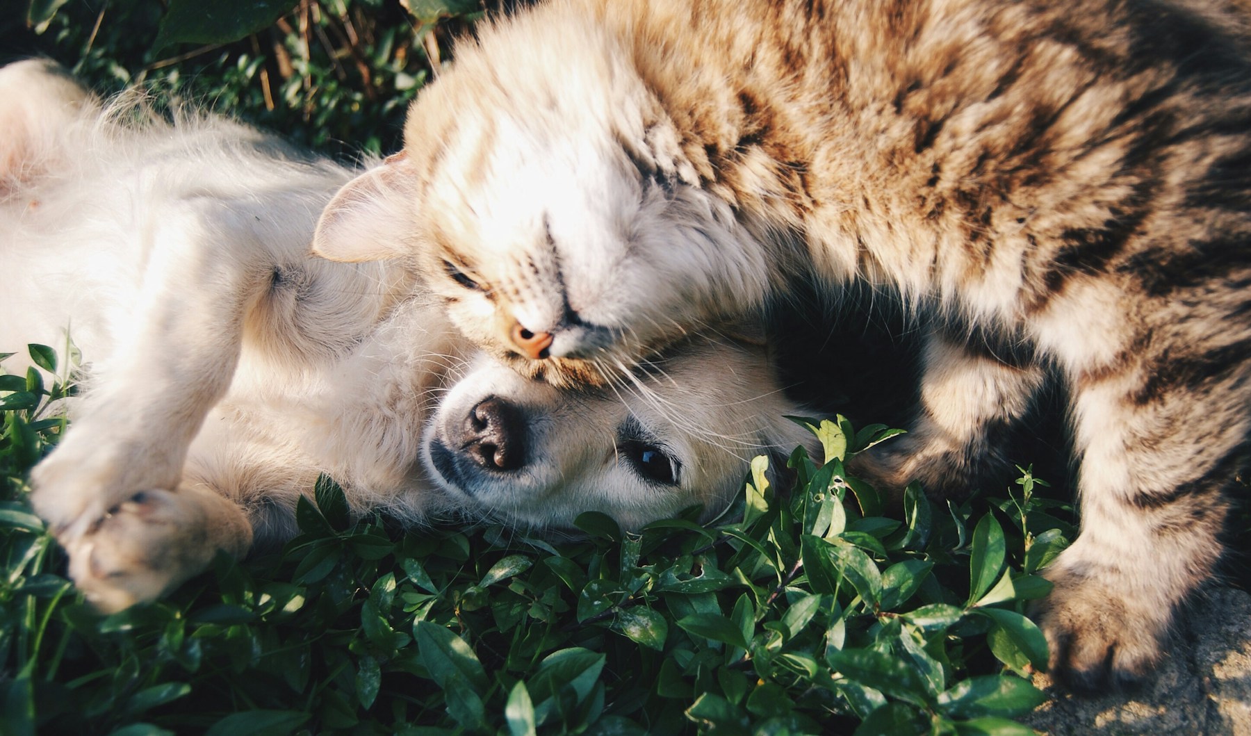 Pets and owners together