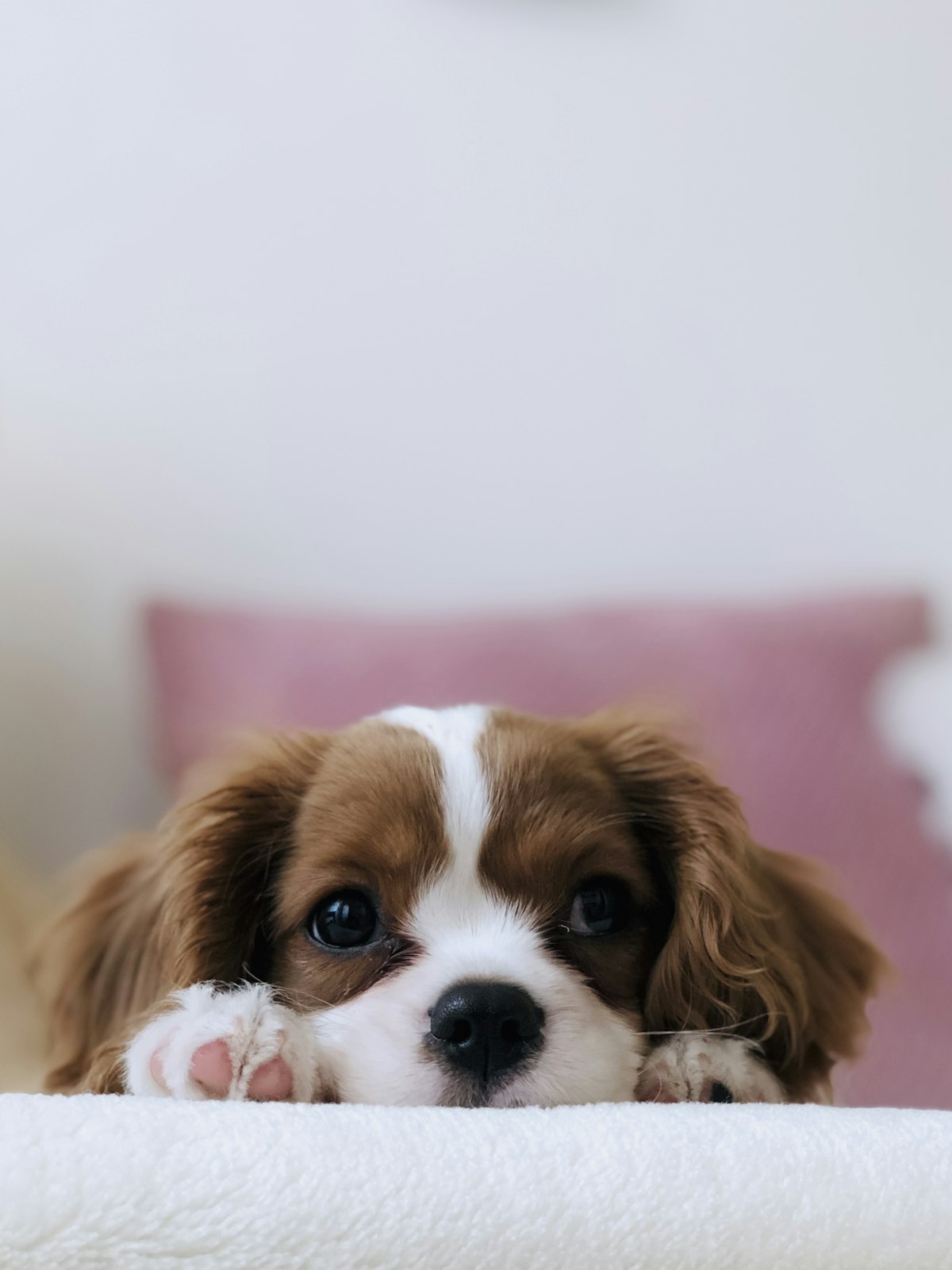 A calm pet care space