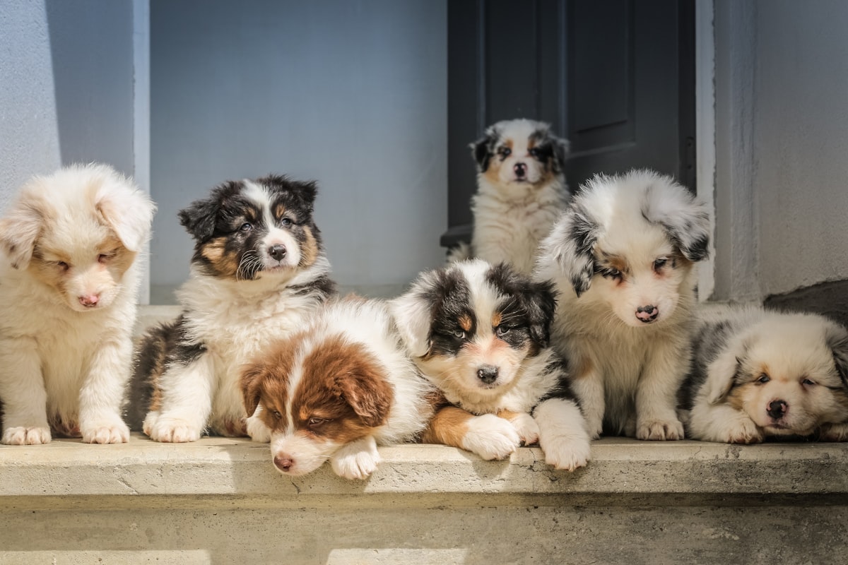 Pet food shelf