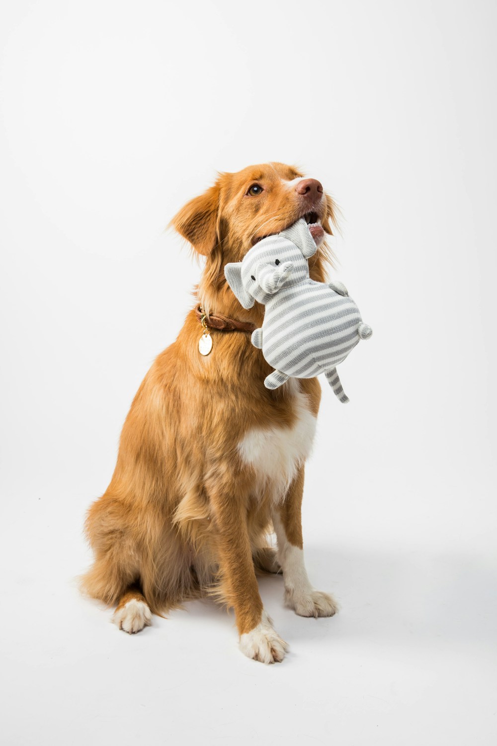 Pet toy selection
