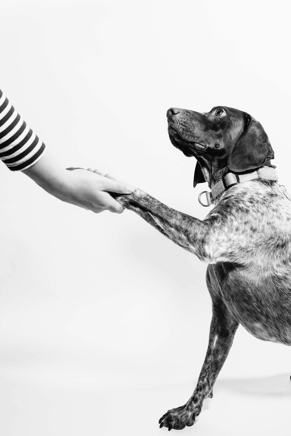A dog in a training session